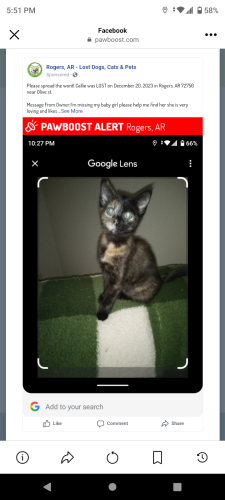Lost Female Cat last seen Olive st., Rogers, AR 72756