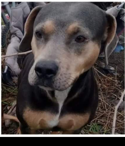 Lost Female Dog last seen Citizens park in reedley California, , Reedley, CA 93654