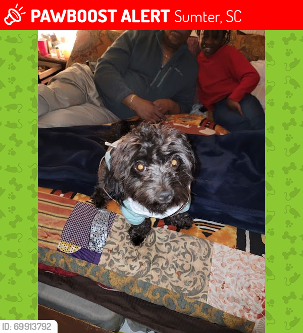 Lost Male Dog last seen Carter and Boardwalk, Sumter, SC 29150