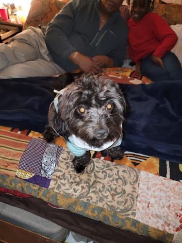 Lost Male Dog last seen Carter and Boardwalk, Sumter, SC 29150