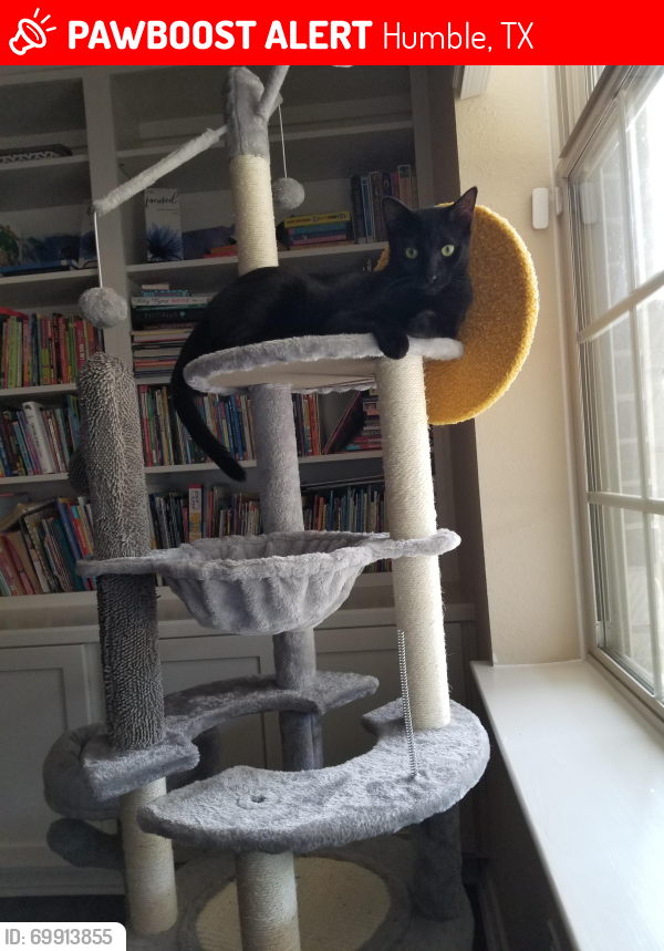 Lost Male Cat last seen Meadowbrook Trailer Park , Humble, TX 77396