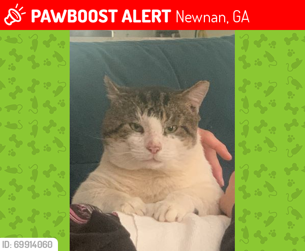 Lost Male Cat last seen Lynn Circle and Elaine Drive, Newnan GA 30263, Newnan, GA 30263