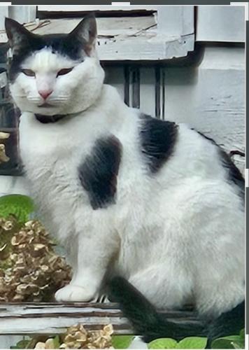 Lost Male Cat last seen Spring Lake Road Forest Acrea, Columbia, SC 29206