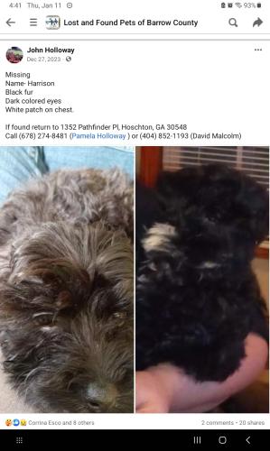 Lost Male Dog last seen Freedman-Johnson Rd, Hoschton, GA 30548
