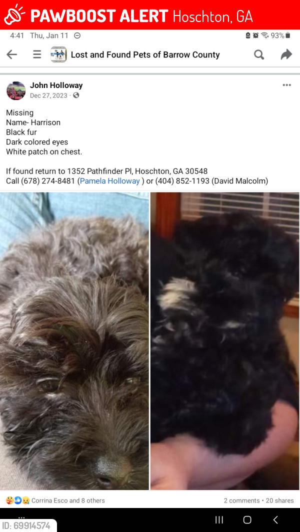 Lost Male Dog last seen Freedman-Johnson Rd, Hoschton, GA 30548