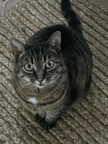 Lost Female Cat last seen Dr. Foote Rd , Colchester, CT 06415