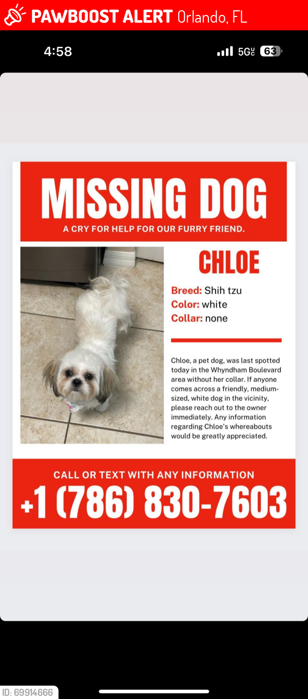 Orlando, FL Lost Female Dog, Chloe Is Missing | PawBoost