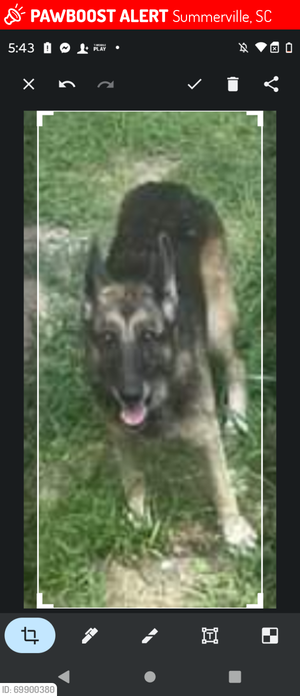 Lost Female Dog last seen Near buckeye  Lane Summerville SC , Summerville, SC 29486