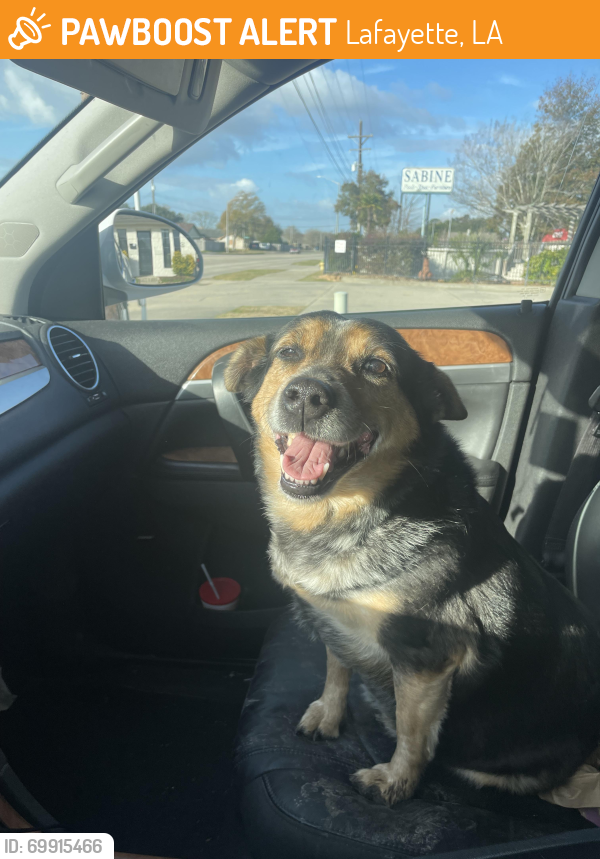 Lafayette, LA Stray Female Dog Found Near Marie Street
