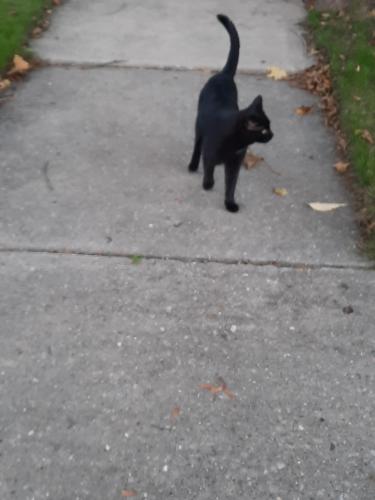 Lost Male Cat last seen Birsdey/Harrison/Main Streets, Columbus, WI 53925