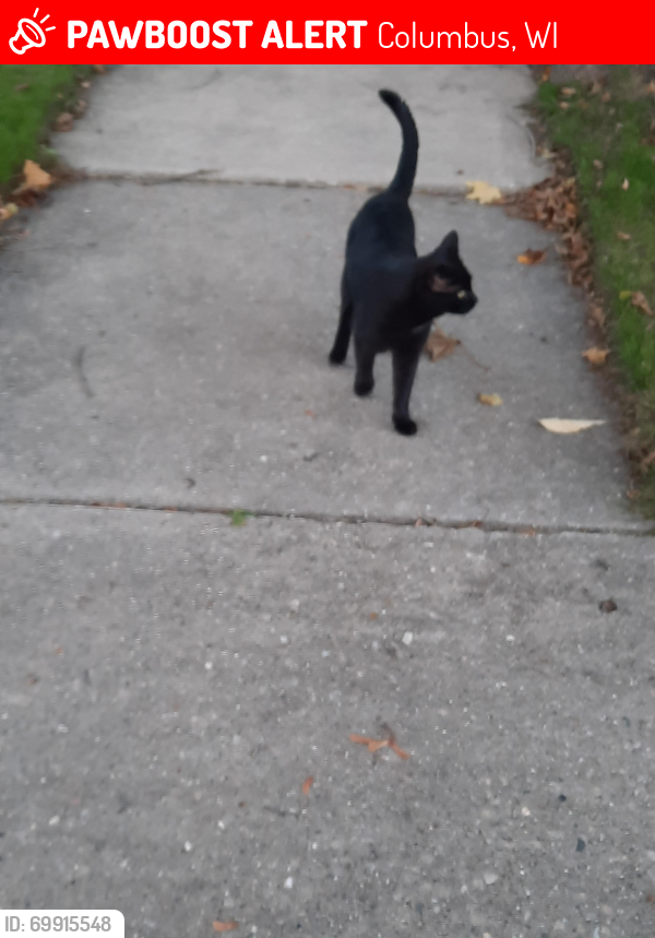 Lost Male Cat last seen Birsdey/Harrison/Main Streets, Columbus, WI 53925