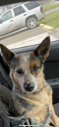 Lost Female Dog last seen Golden Lane, Mason County , Mason County, WV 25502