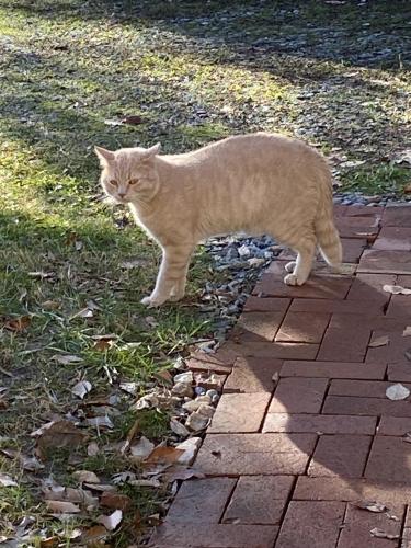 Found/Stray Unknown Cat last seen Bel Pre Rd and Homecrest Rd, Aspen Hill, MD 20906