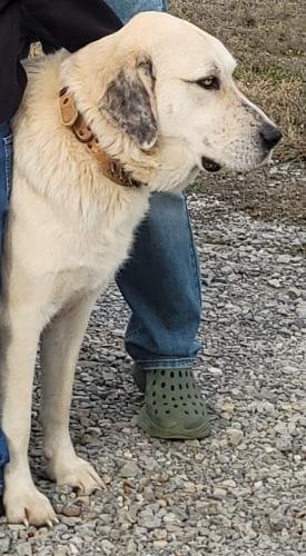 Lost Male Dog last seen Hwy 69 and Sky Dive Dallas , Whitewright, TX 75491