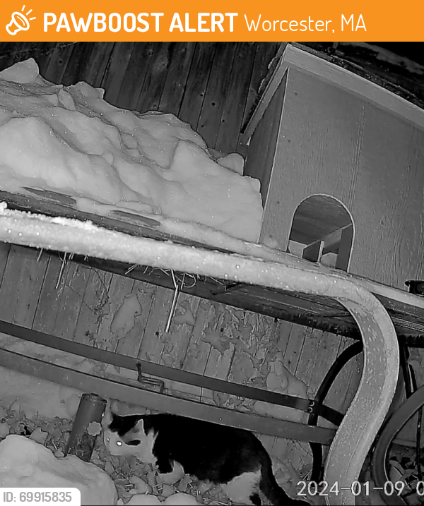 Worcester, MA Stray Cat Found Near Terrace Drive & Newton Ave PawBoost