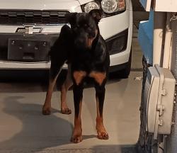 Reunited Unknown Dog last seen At the desert garden park, Glendale, AZ 85303