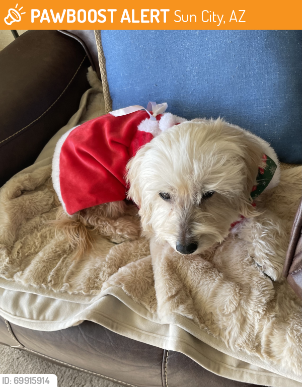 Sun city az stray male dog found near 111th avenue and connecticut