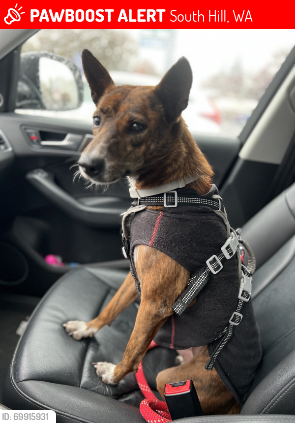 Lost Female Dog last seen 128th Street East and 111th Ave E, South Hill, WA 98374