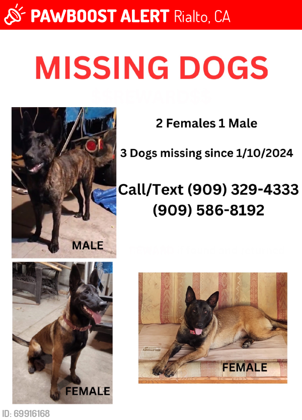 3 lost hot sale dogs