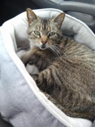 Lost Female Cat last seen Northwest 123rd st and University Avenue , Clive, IA 50325