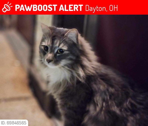 Lost Male Cat last seen At building 4 of Hawthorn suits. He returned the next day but my dog chased him off porch. We were supposed to check out of hotel but we keep extending til he comes , Dayton, OH 45414