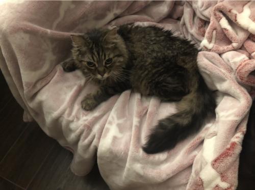 Lost Female Cat last seen Moreno Dr and Lasky Dr, Beverly Hills, CA 90212