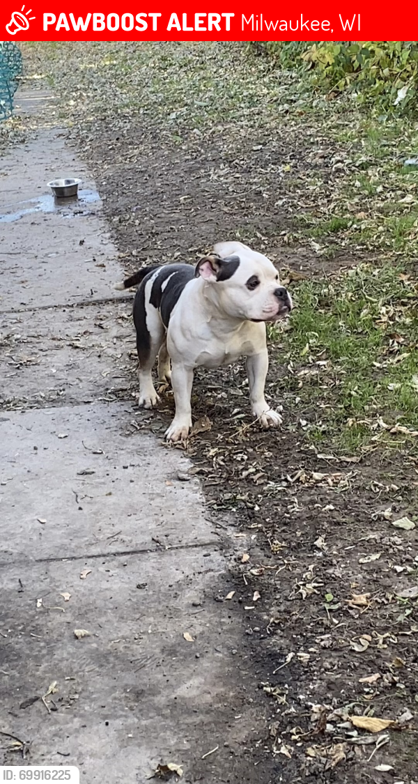 Lost Male Dog last seen Center, Milwaukee, WI 53204