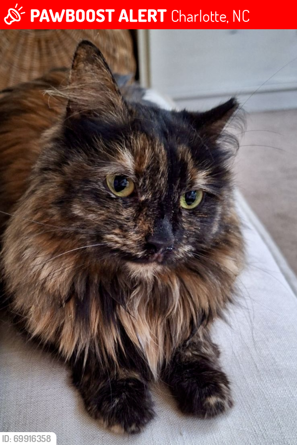 Lost Female Cat last seen Linden Tree Lane and Torrelle Drive, Charlotte, NC 28277