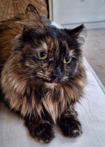 Lost Female Cat last seen Linden Tree Lane and Torrelle Drive, Charlotte, NC 28277