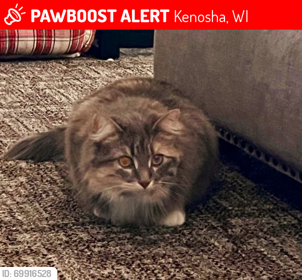 Lost Female Cat last seen Near 7th, Kenosha, WI 53143