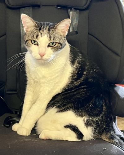 Lost Female Cat last seen Cross Country Rd, Charlotte, NC 28270