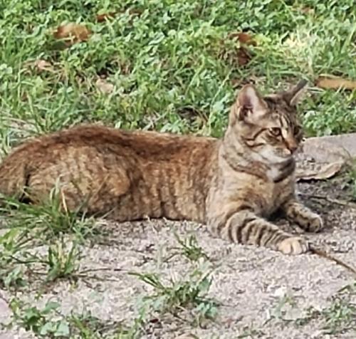 Lost Female Cat last seen Cerca de Robert Morgan education center y sus alrededores , Miami, FL 33177