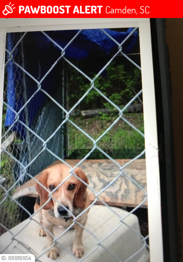 Lost Male Dog last seen Hwy 97 close to Lake Wateree , Camden, SC 29020