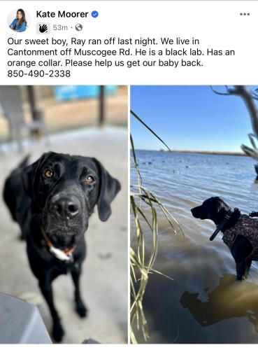 Lost Male Dog last seen Muscogee Rd at Jacks Branch, near Farm Hill Fellowship Church, Cantonment, FL 32533
