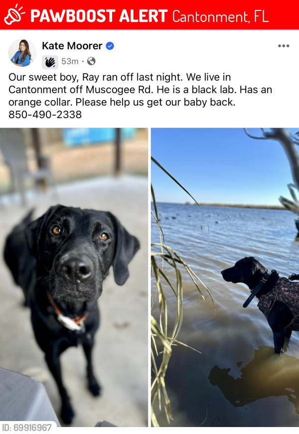 Lost Male Dog last seen Muscogee Rd at Jacks Branch, near Farm Hill Fellowship Church, Cantonment, FL 32533