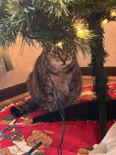 Lost Female Cat last seen Sundrop and Spice, Knoxville, TN 37921
