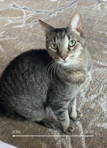 Lost Male Cat last seen Se 5th ct, Pompano Beach, FL 33060