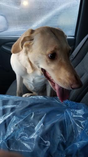 Found/Stray Female Dog last seen Jamestown apmts, Athens, GA 30609