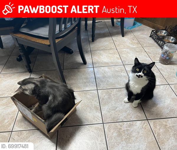 Lost Male Cat last seen Scenic brook and Grove Crest Drive, Austin, TX 78736