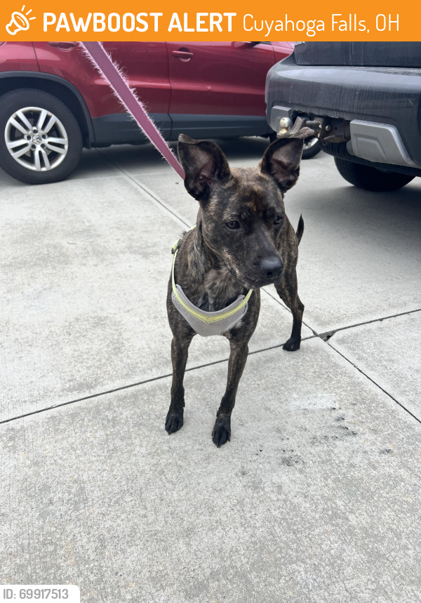 Surrendered Female Dog last seen Boulder Blvd, State Rd, Cuyahoga Falls, OH 44264