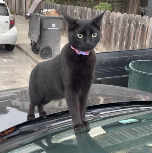 Lost Female Cat last seen Martin Luther King Street, Oakland, CA 94608