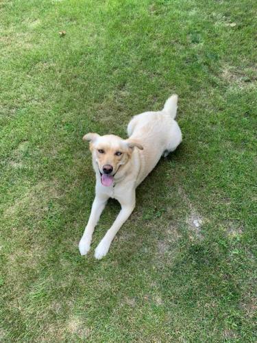 Lost Female Dog last seen 441st Ave & 194th St. , Bryant, SD 57221