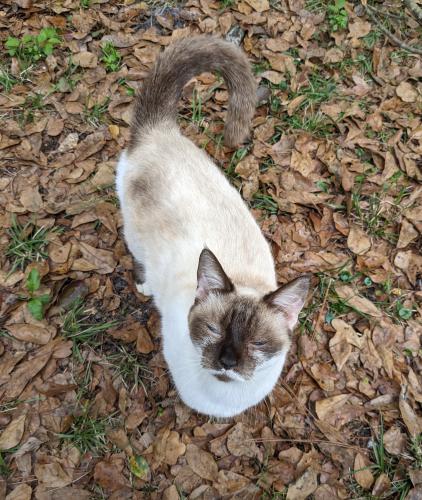 Lost Female Cat last seen Horsetail and Cocoa , Middleburg, FL 32068