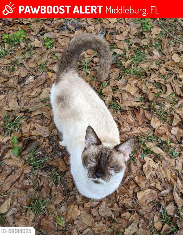 Lost Female Cat last seen Horsetail and Cocoa , Middleburg, FL 32068
