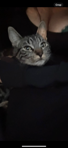 Lost Female Cat last seen Coventry Hills Area, Calgary, AB T3K 5G5