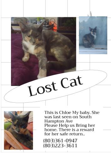 Lost Female Cat last seen South Hampton Ave, Lexington, SC 29073