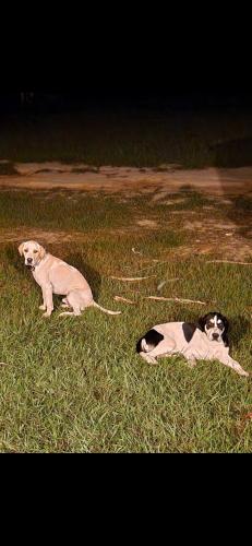 Lost Male Dog last seen Fairground rd , Molino, FL 32577