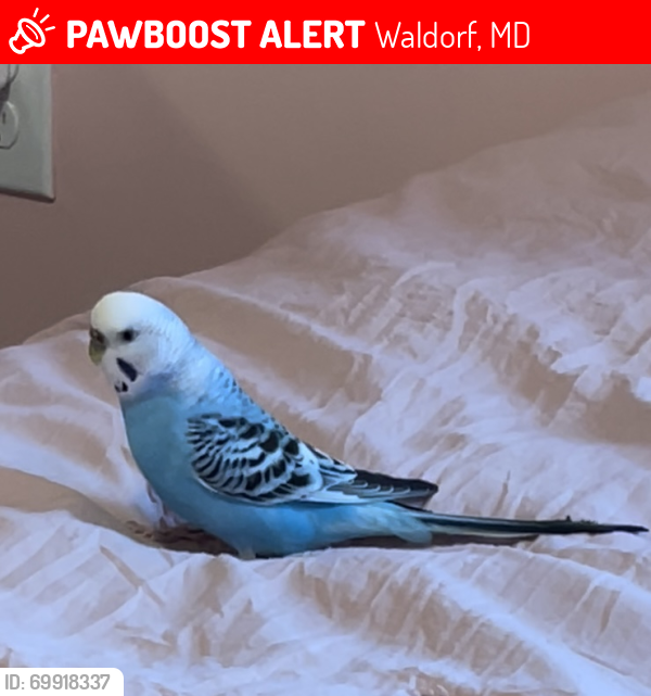 Lost Female Bird last seen Scotland Heights Waldorf MD, Waldorf, MD 20601
