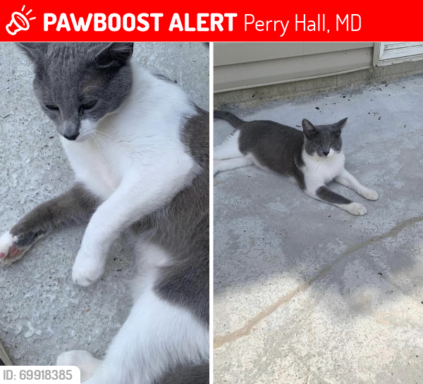 Lost Male Cat last seen Perry hall blvd, Perry Hall, MD 21128