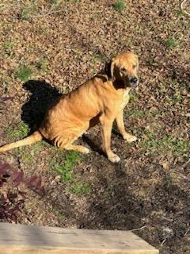 Lost Female Dog last seen W.ocean ave and granby st, Norfolk, VA 23503